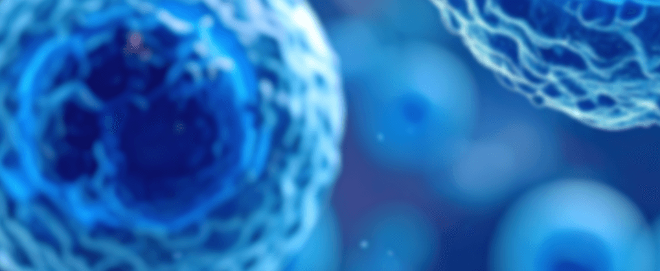 Leptin is the master female fat-burning hormone.